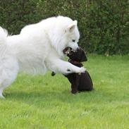 Labrador retriever Pubbie 