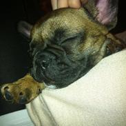 Fransk bulldog Andrea