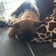 Fransk bulldog Andrea