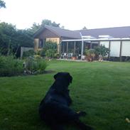 Labrador retriever Brown Hunts Kosmo