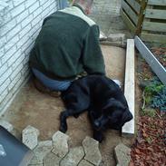 Labrador retriever Brown Hunts Kosmo