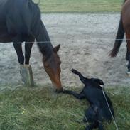 Labrador retriever Brown Hunts Kosmo
