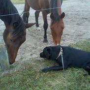 Labrador retriever Brown Hunts Kosmo