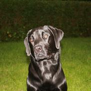 Labrador retriever Brown Hunts Kosmo