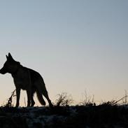 Schæferhund Reja