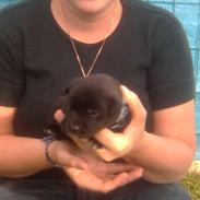 Sort spids Kenzo - Lykkens Frej