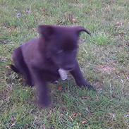 Sort spids Kenzo - Lykkens Frej