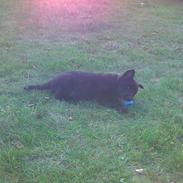 Sort spids Kenzo - Lykkens Frej