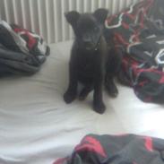 Sort spids Kenzo - Lykkens Frej