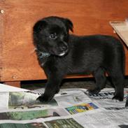 Sort spids Kenzo - Lykkens Frej