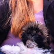 Shih tzu Carlo