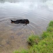 Flat coated retriever KENZO