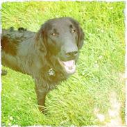 Flat coated retriever KENZO