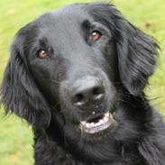 Flat coated retriever KENZO