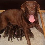 Labrador retriever Cassatas Modesty Marigold (Luna)