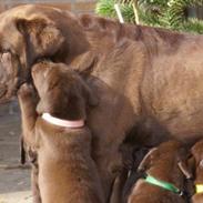 Labrador retriever Cassatas Modesty Marigold (Luna)