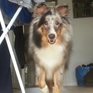 Shetland sheepdog Alvin