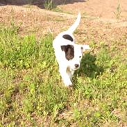 Parson russell terrier My Roest