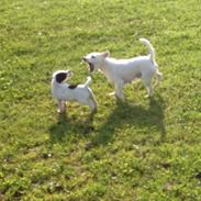 Parson russell terrier My Roest