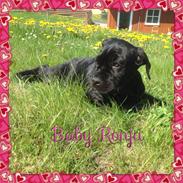 Cane corso Ronja