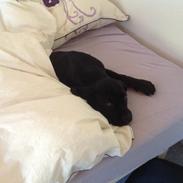 Cane corso Ronja