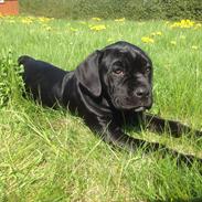 Cane corso Ronja