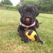 Cane corso Ronja