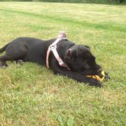 Cane corso Ronja