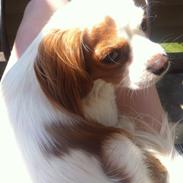 Blanding af racer Eddie