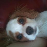 Blanding af racer Eddie