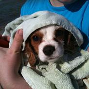 Blanding af racer Eddie