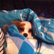 Blanding af racer Eddie