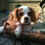 Blanding af racer Eddie