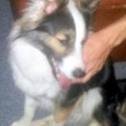 Islandsk fårehund Lucky(tidligere Rocky)