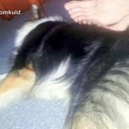 Islandsk fårehund Lucky(tidligere Rocky)