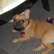 Fransk bulldog Carla