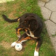 Berner sennenhund Bamse