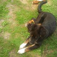 Berner sennenhund Bamse