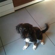 Berner sennenhund Bamse