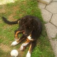 Berner sennenhund Bamse