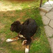 Berner sennenhund Bamse