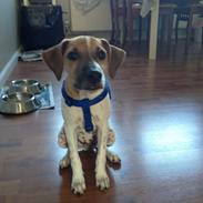 Dansk svensk gaardhund TYSON