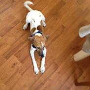 Dansk svensk gaardhund TYSON