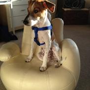 Dansk svensk gaardhund TYSON