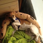 Dansk svensk gaardhund TYSON