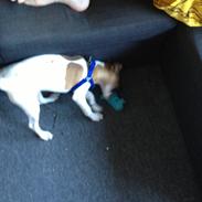 Dansk svensk gaardhund TYSON