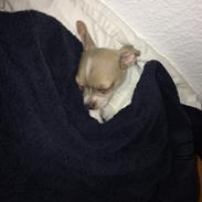Chihuahua Bobbi