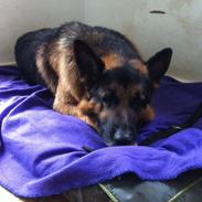 Schæferhund Gipsygårdens Bax