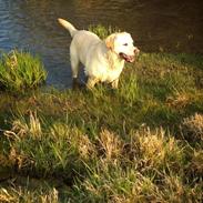 Labrador retriever Buster