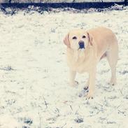 Labrador retriever Buster